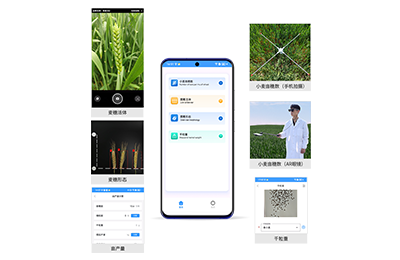 洛阳市小麦亩穗数分析仪IN-XM02